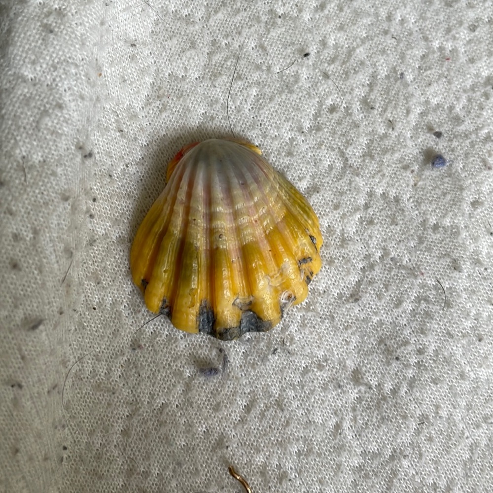 Sunrise shell from Hawaii comes with gold chain.